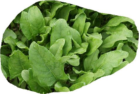 spinach