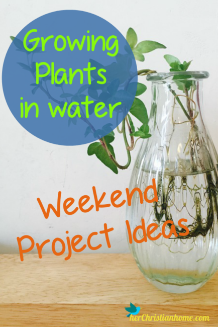 Growing Plants in Water