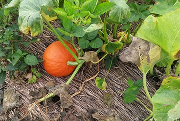 health benefits of pumpkins