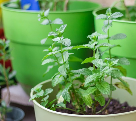 mint can help alleviate gas and bloating