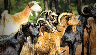 Goats as gifts